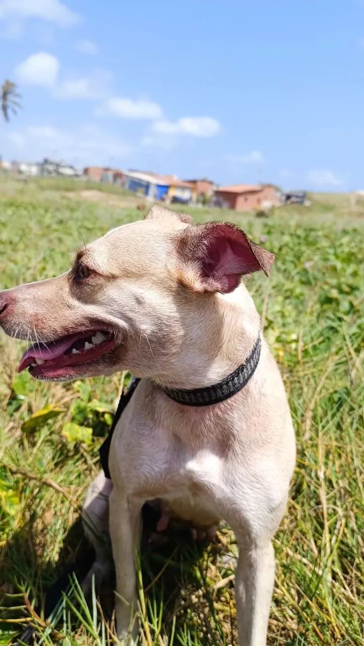 Cachorra  - Foto 4