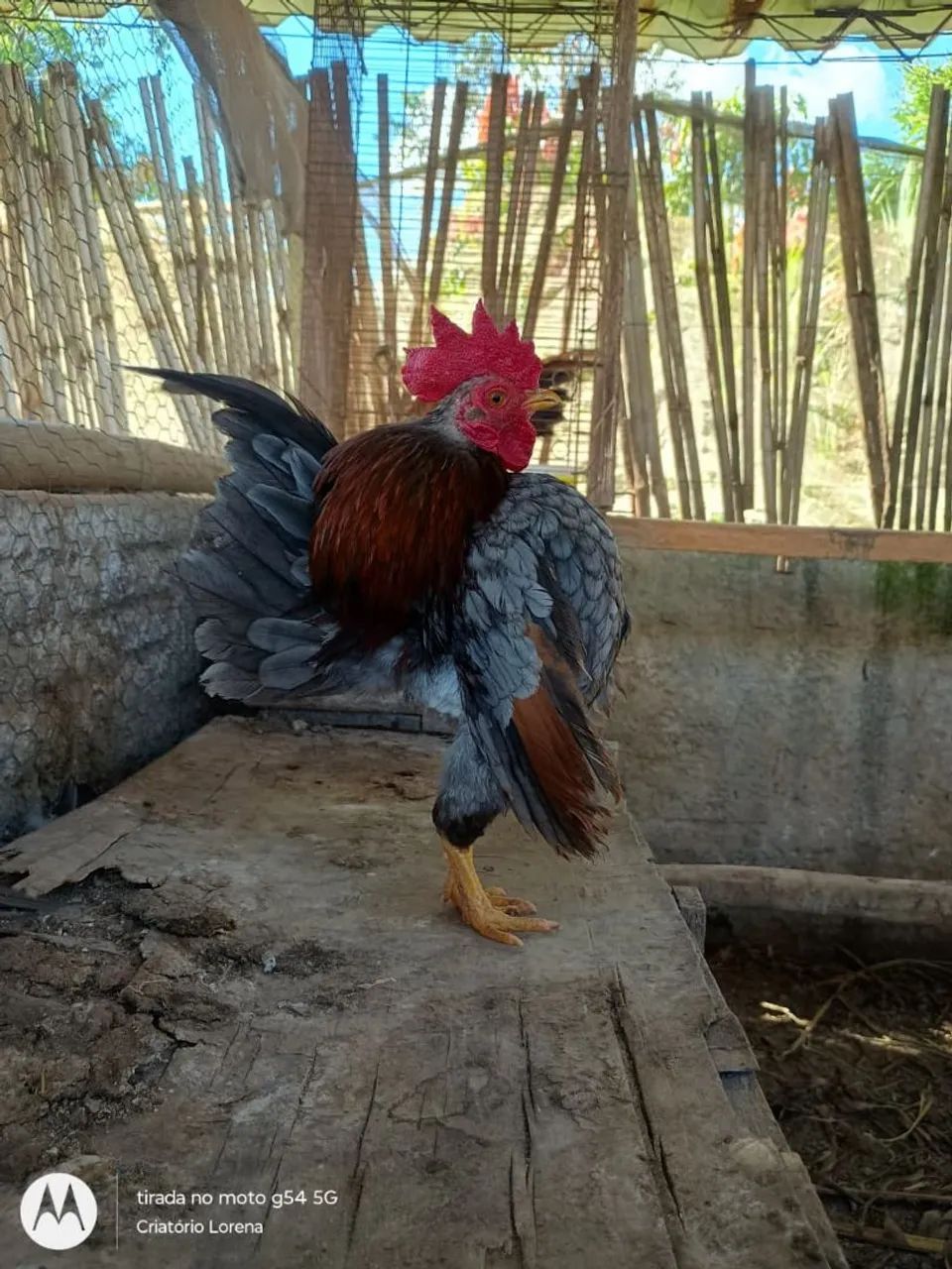 Serama.  - Foto 4