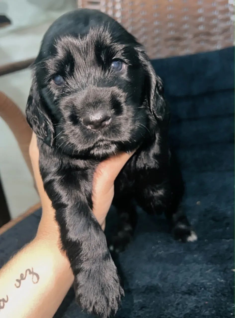 Filhotes machos de Cocker Spaniel 
