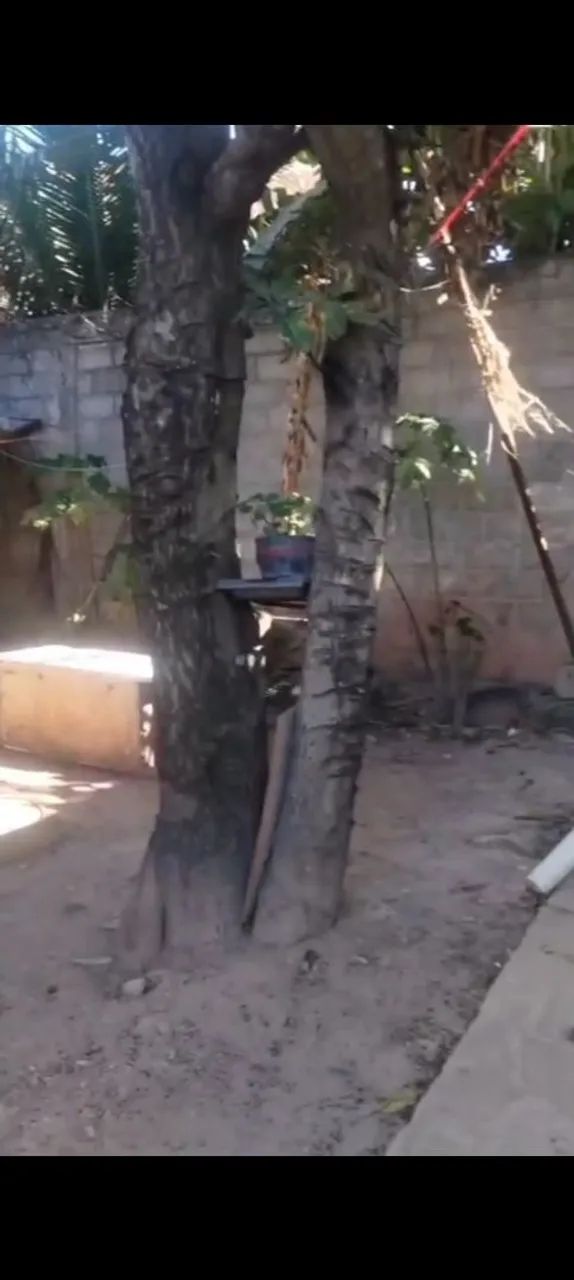 Vendo ou troco em terra  - Foto 4