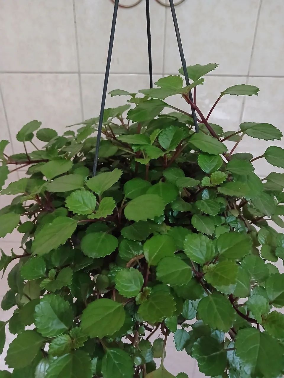 Planta da Prosperidade (Dólar)