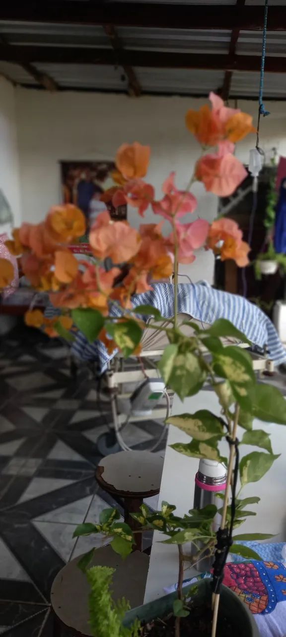 Vasos&Plants  - Foto 5