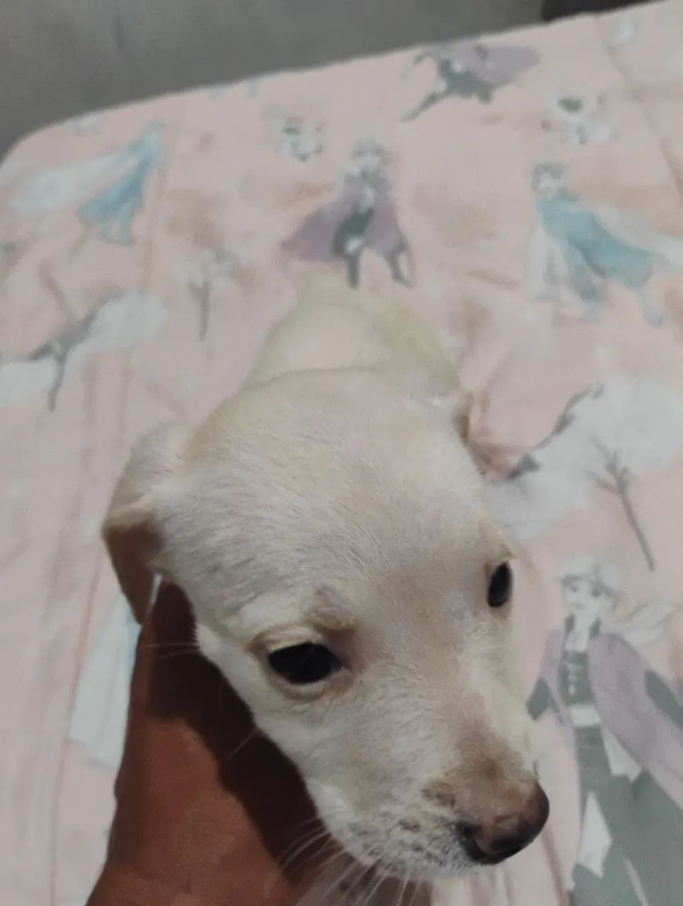 Pet