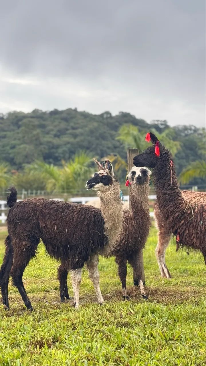 Lhamas - Camelídeos -  - Foto 2