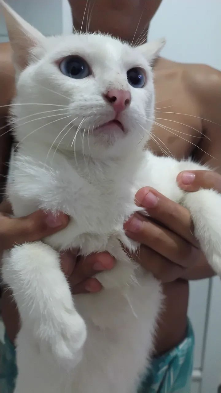 GATA BRANCA  - Foto 2