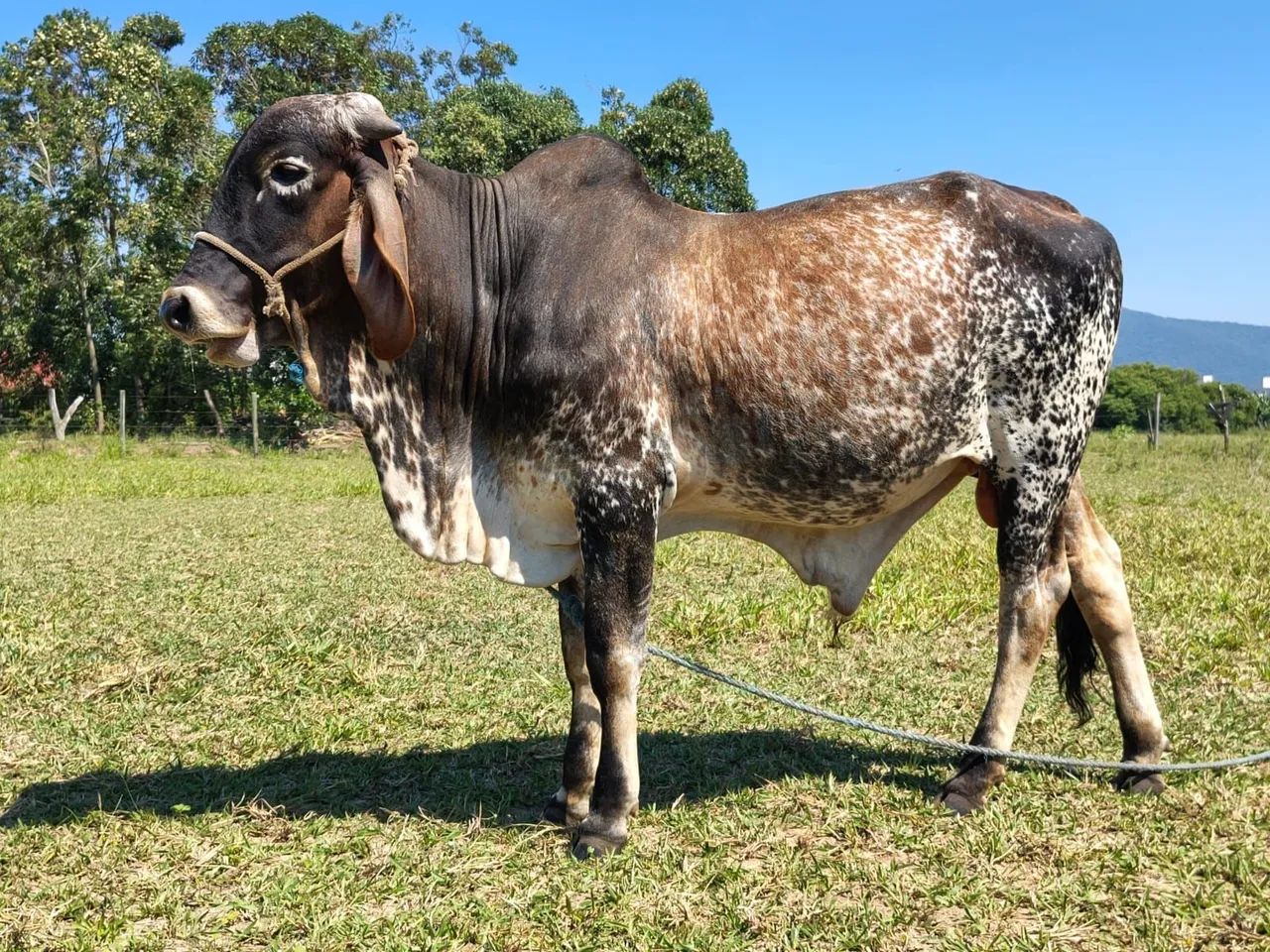 Vendo touro gir puro  - Foto 2