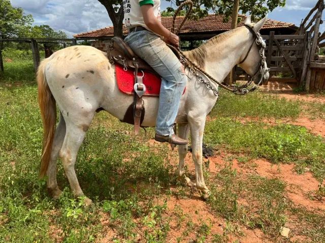 Cavalo Apalloosa  - Foto 4