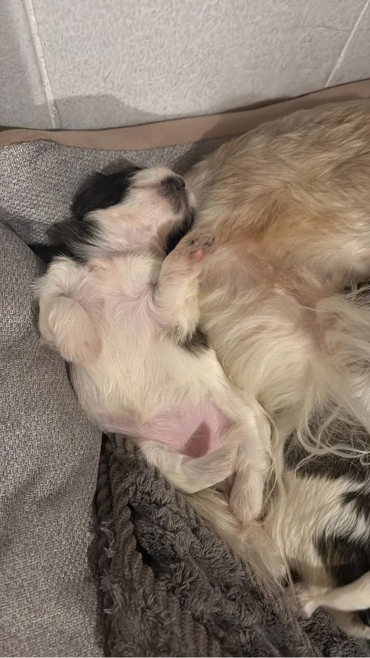 Lhasa apso 