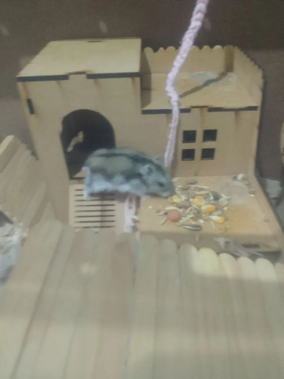 Hamster russo anão  - Foto 4