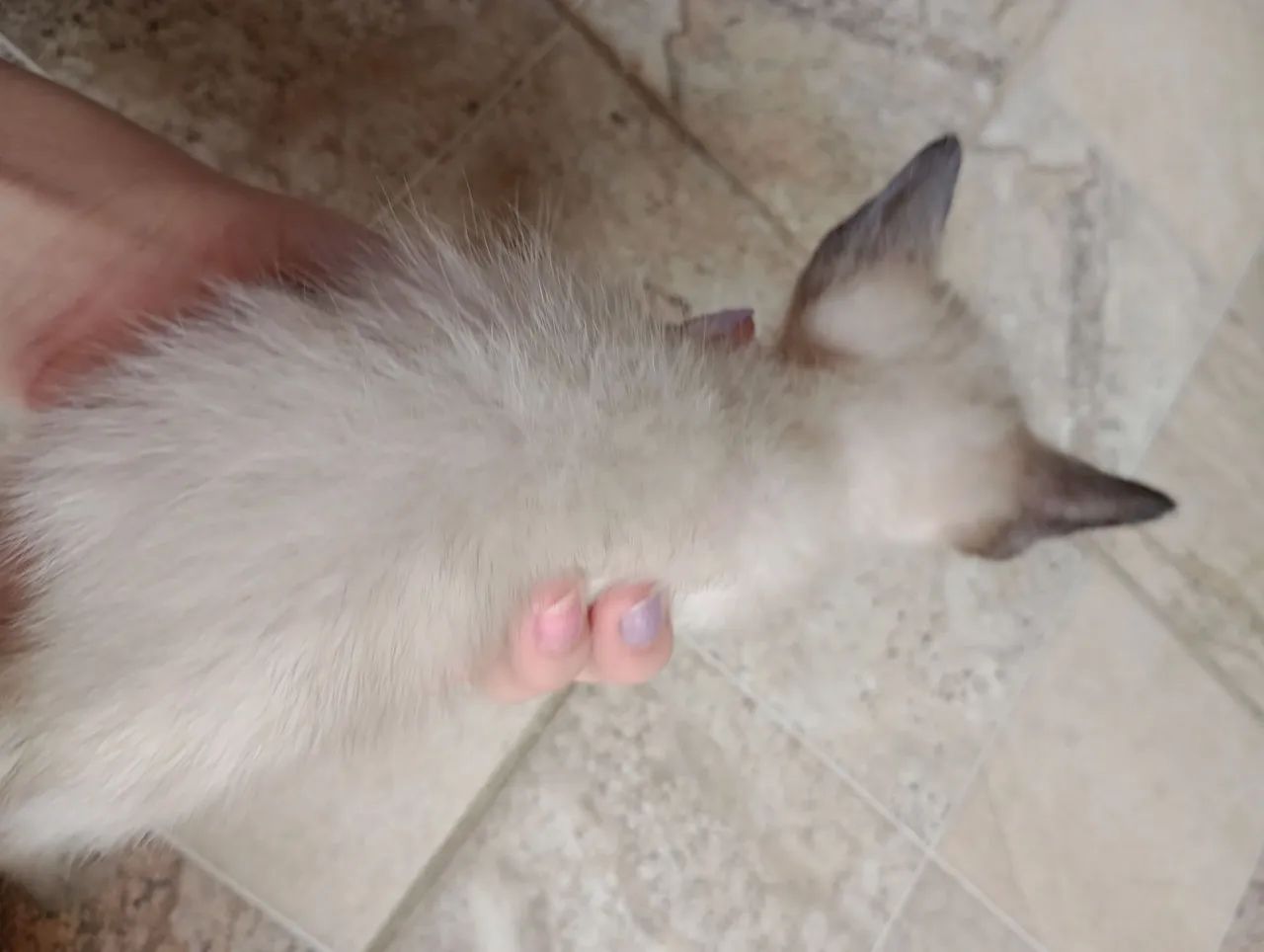 Doa-se uma gatinha filhote  - Foto 3