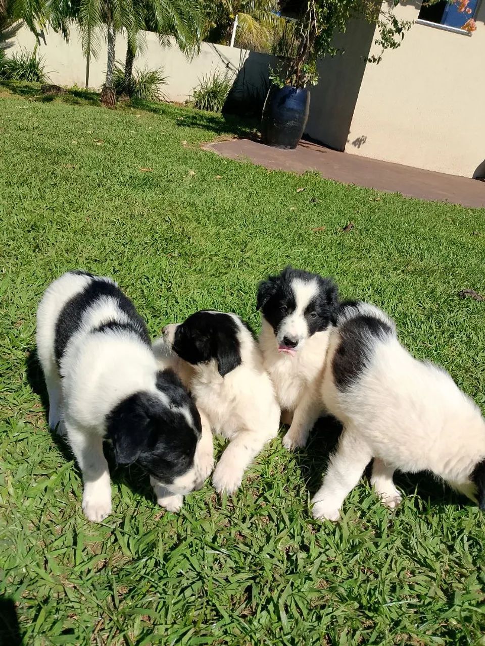 Border collie  - Foto 2