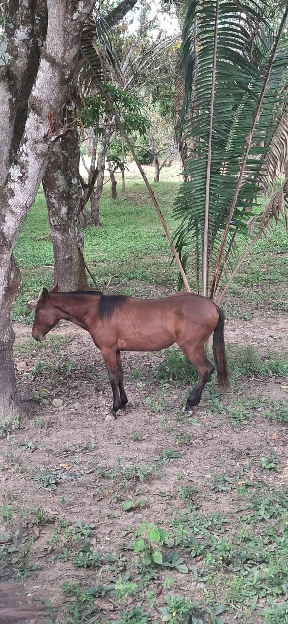 Potra mangalarga Marchador  - Foto 4