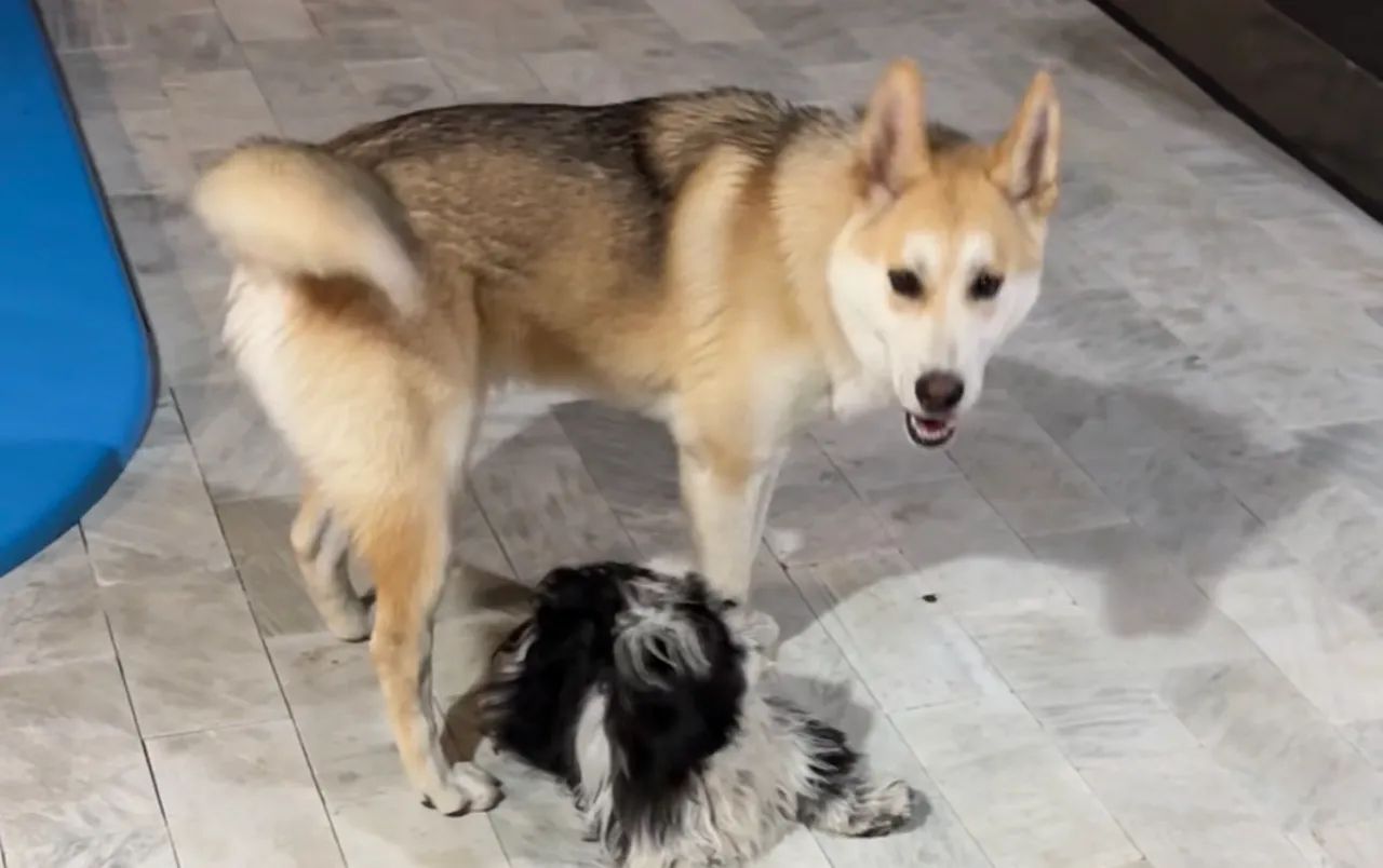 Doação Husky 
