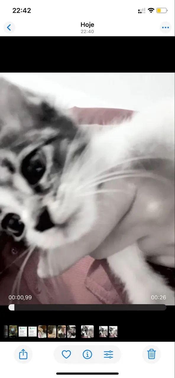 Gatinha - Foto 2