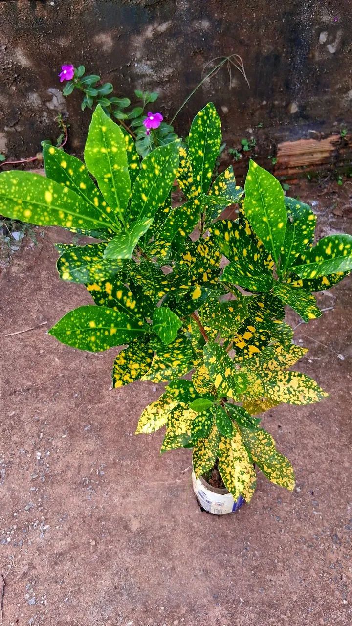 Croton  - Foto 2