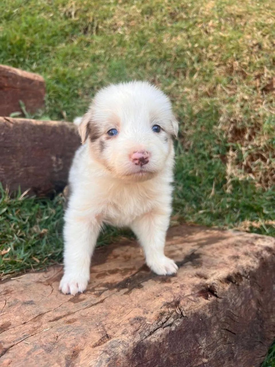 Border Collie  - Foto 4