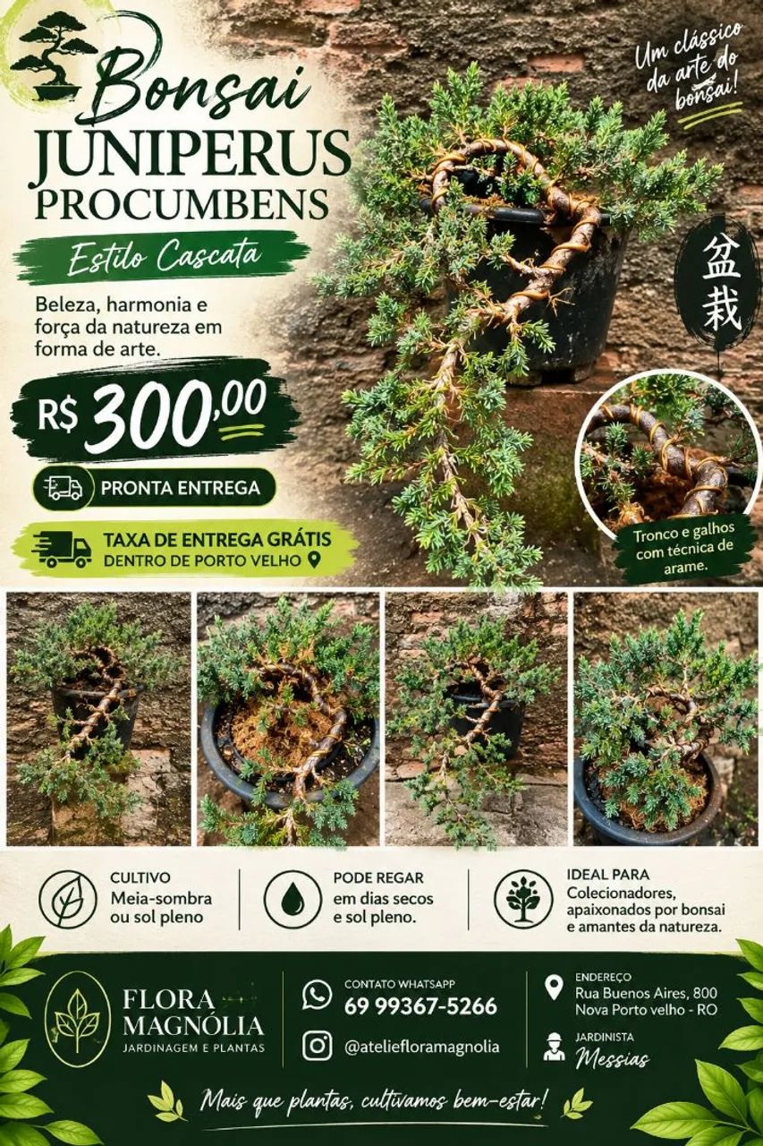 Bonsai Juniperus procumbens 