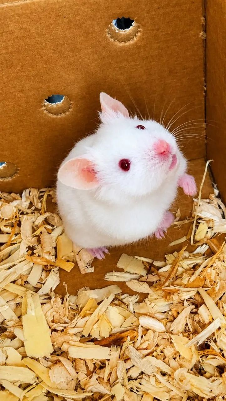 HAMSTER - Foto 2