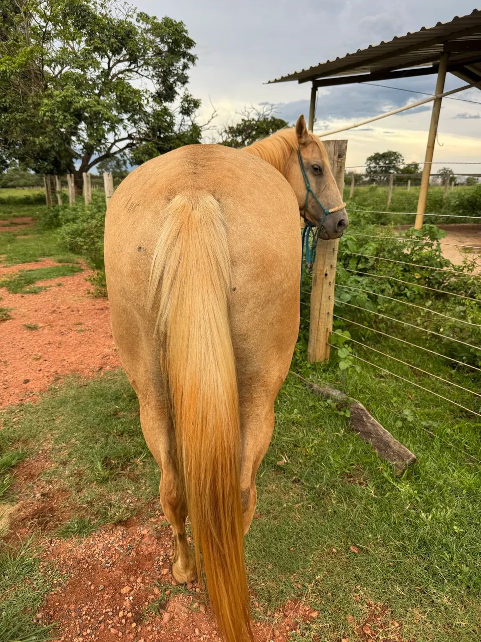 Égua QM pura - Foto 2