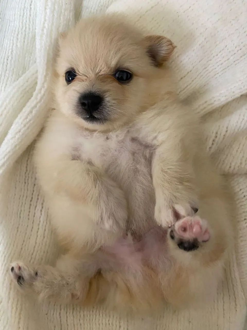 Splitz alemão fêmeas e macho - cães de raça 