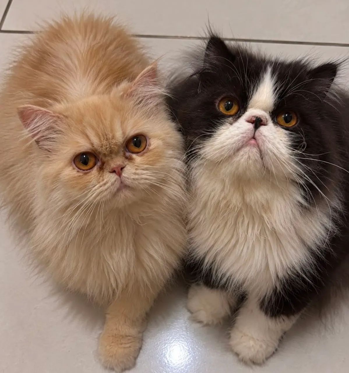 Gato da Raça persa - Foto 3