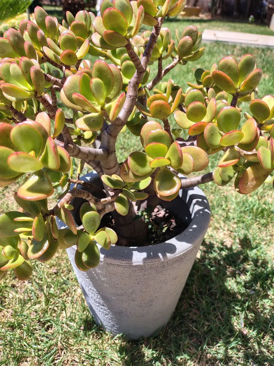 Suculenta Jade  - Foto 3