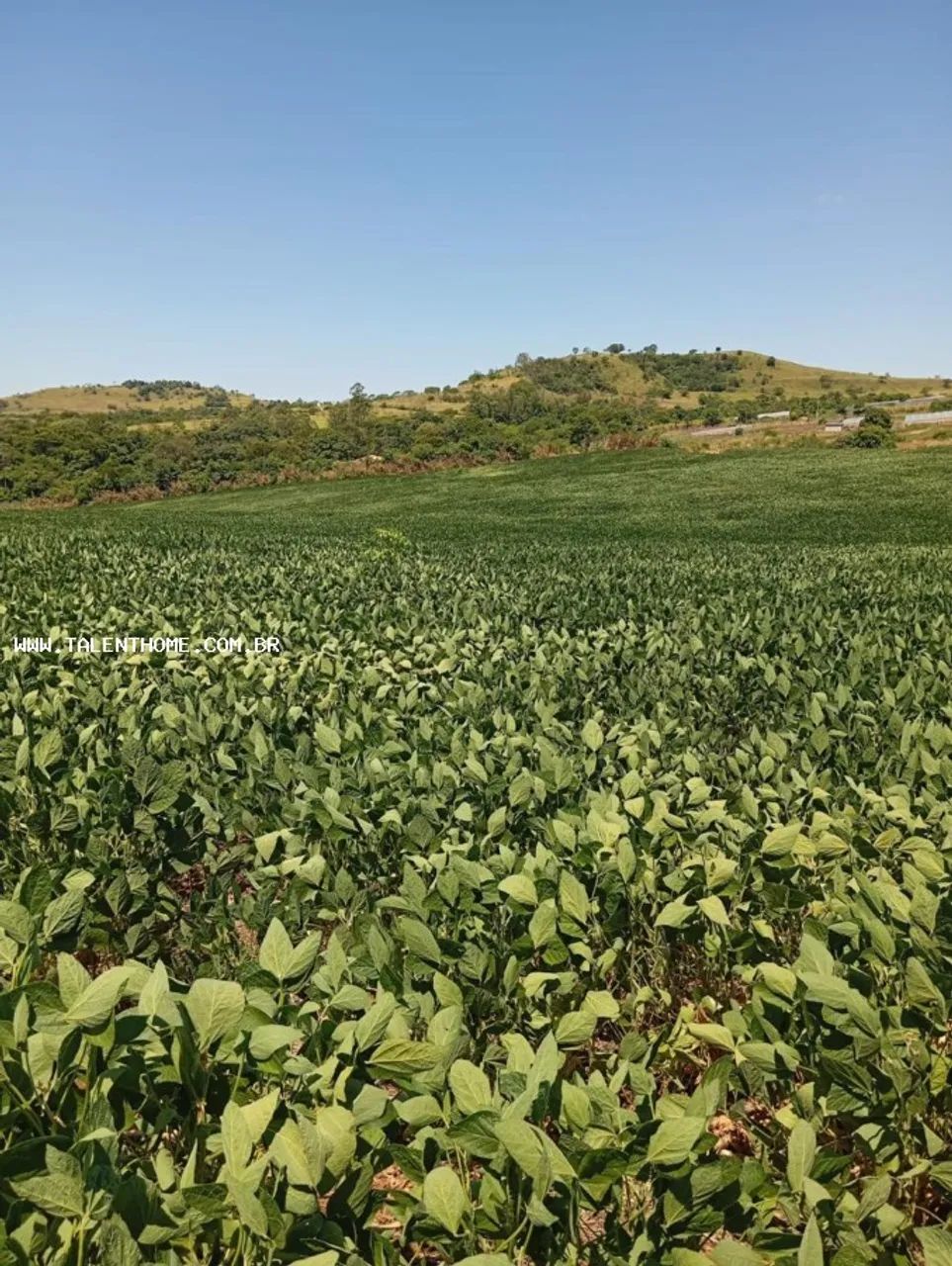 Área Rural para Venda em Uraí, RURAL