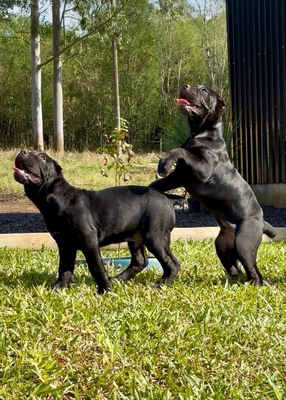 Cane Corso  - Foto 4