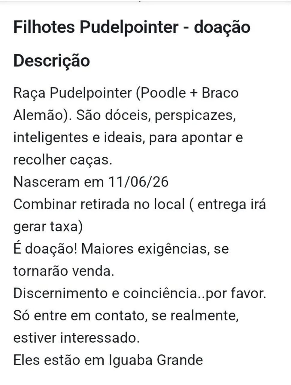 Filhotes de Pudelpointer  - Foto 2