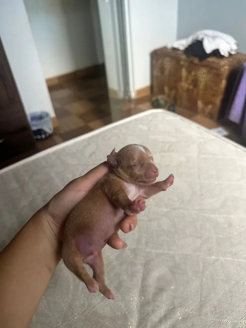 Pinscher 0 com 1 - Foto 2