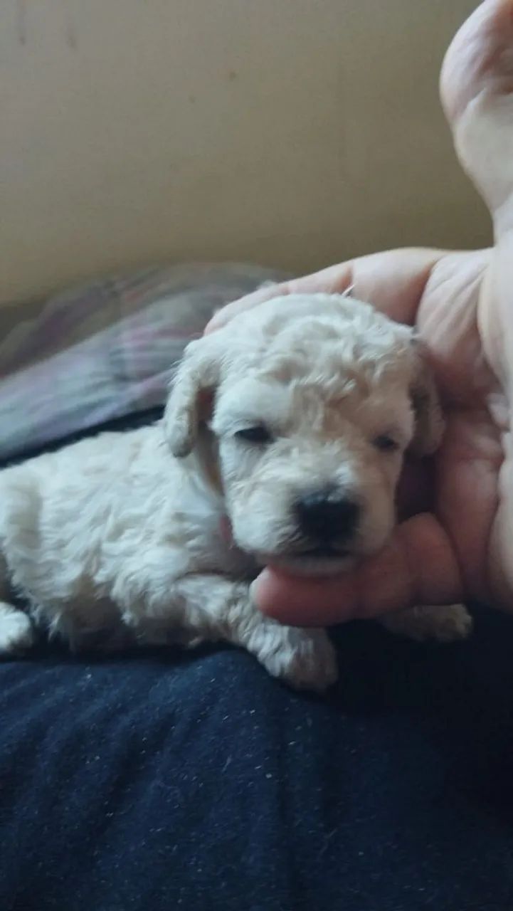 Poodle fêmeas 