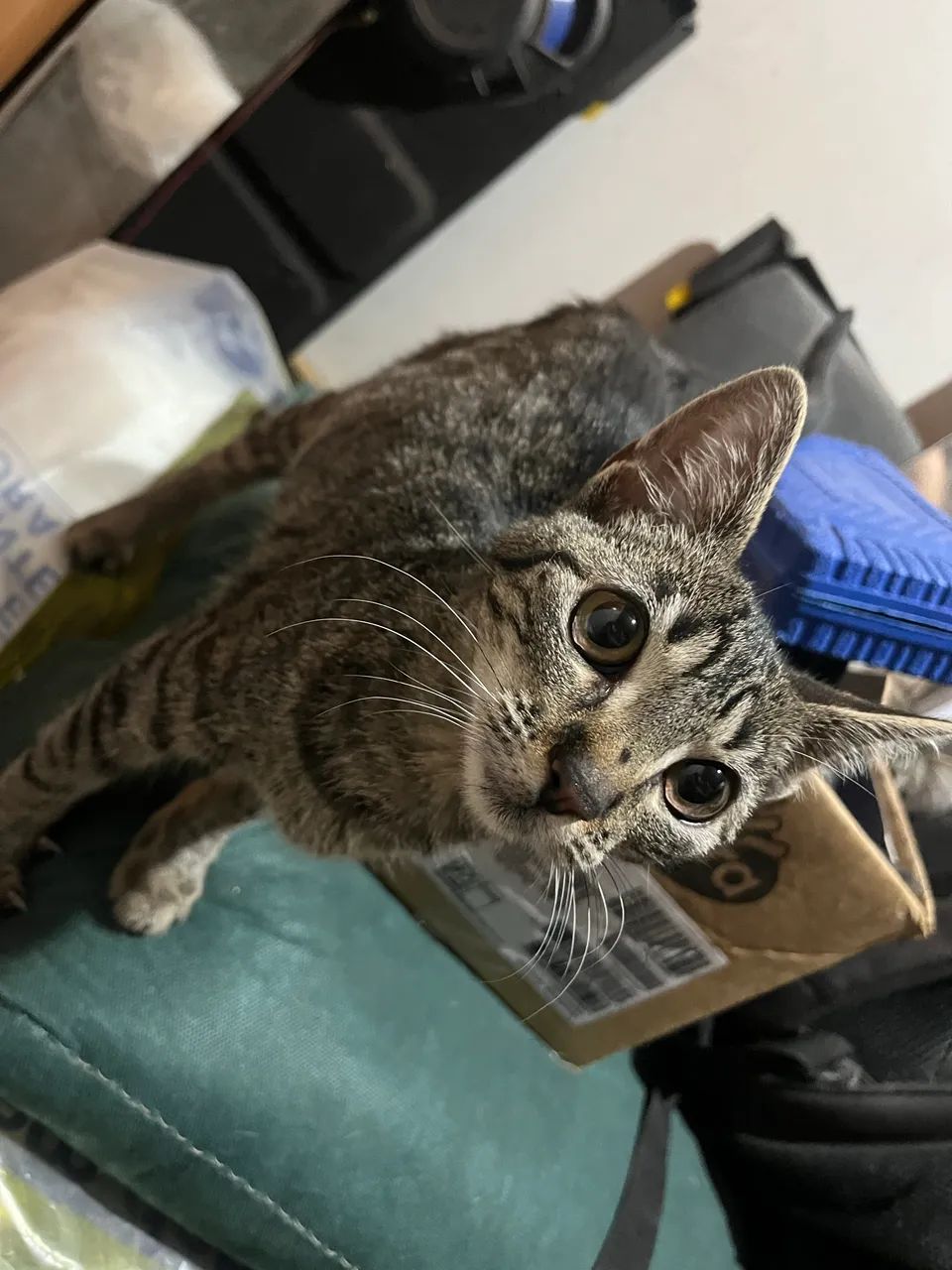 Doa-se gato - Foto 3