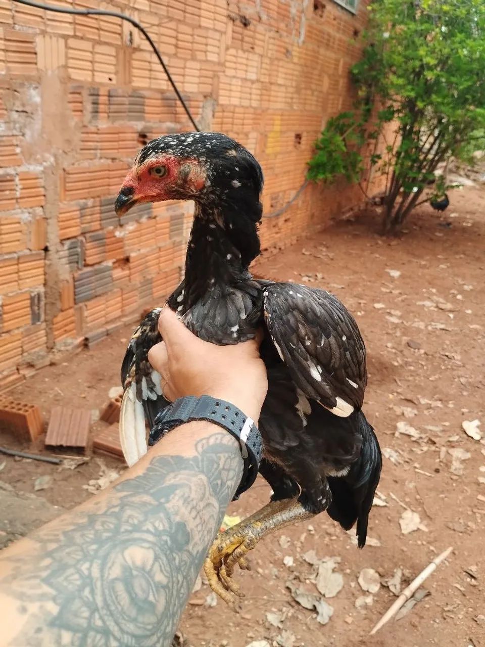Frangas Mura  - Foto 4