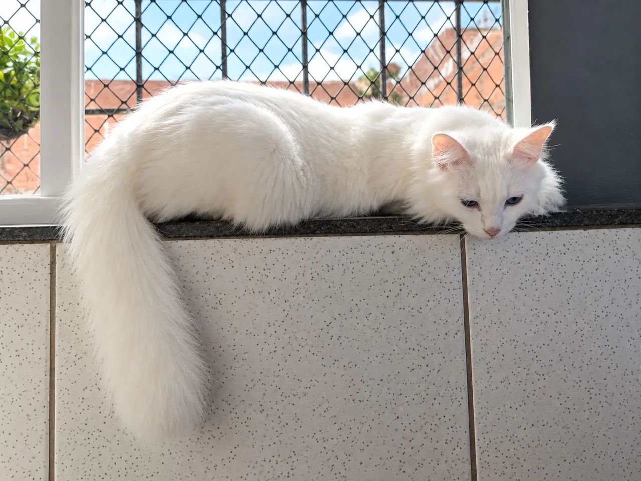 Gata mistiça linda  - Foto 2