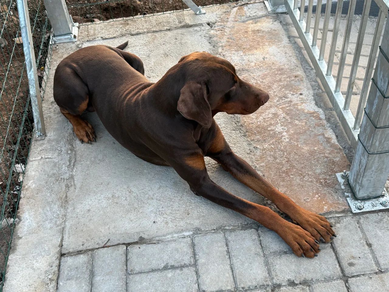 Doo  - Foto 4
