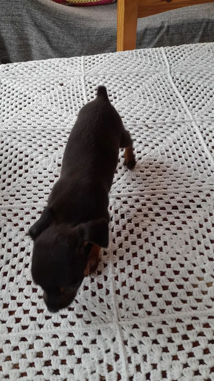 Filhotes de pinscher  - Foto 2