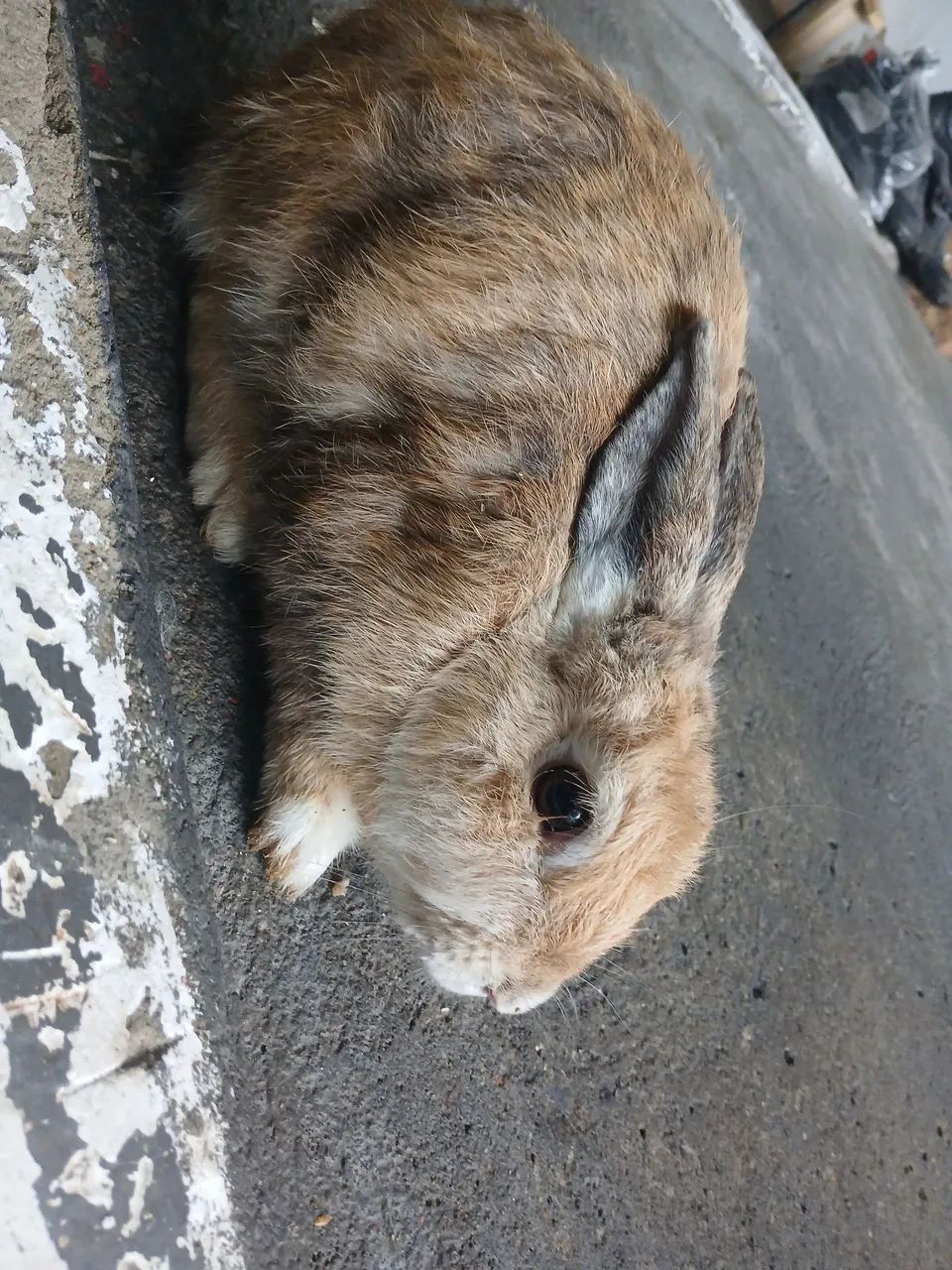 Coelhos  - Foto 4