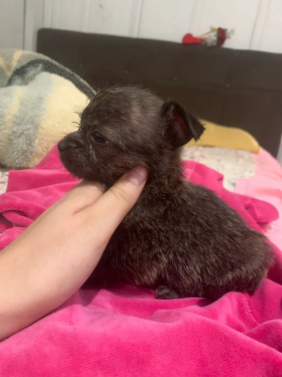 Chihuahua micro fêmea 