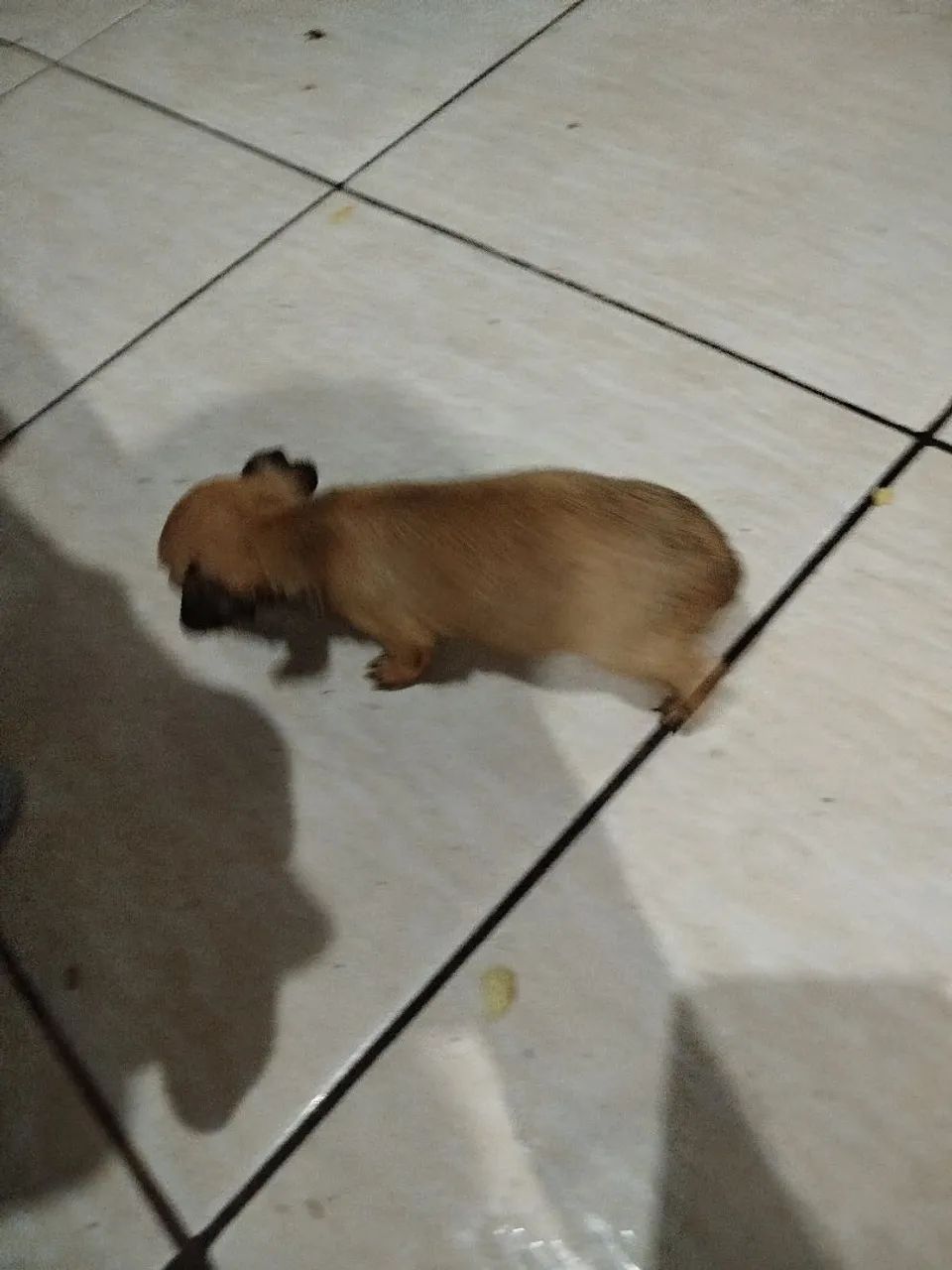Pinscher macho 