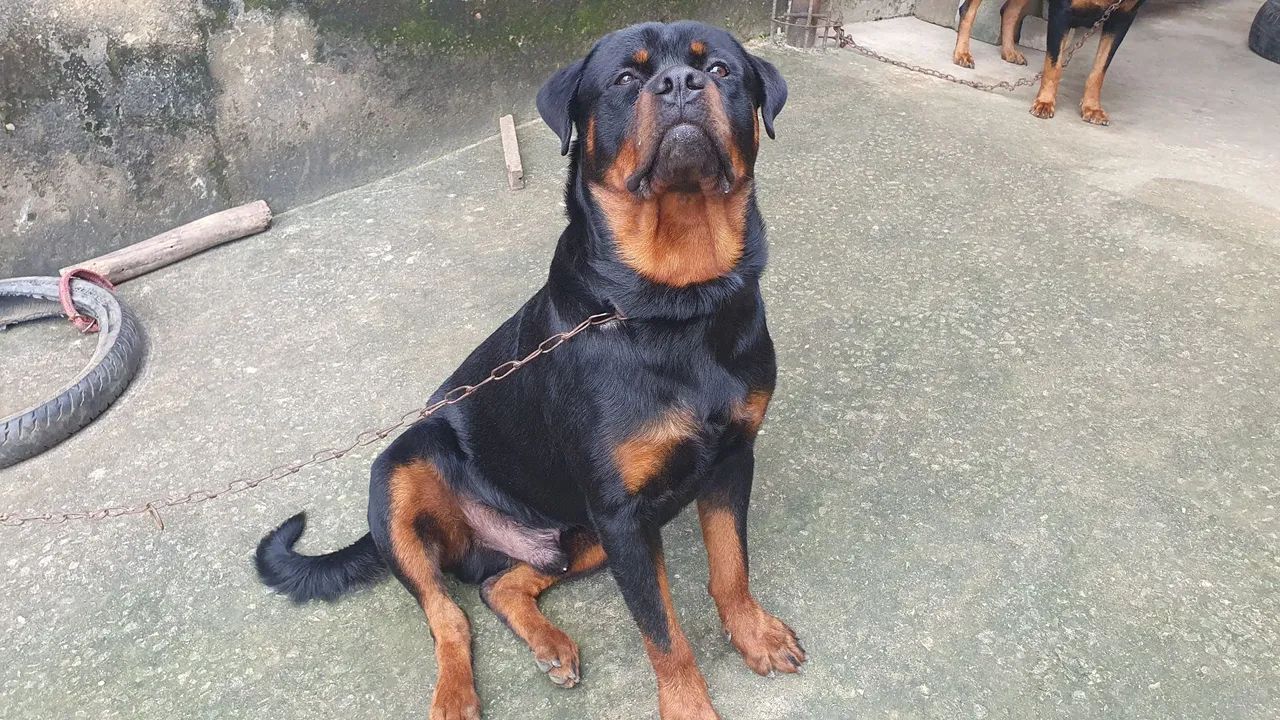 Rottweiler - Cachorros - Santo Aleixo, Jaboatão dos Guararapes ...