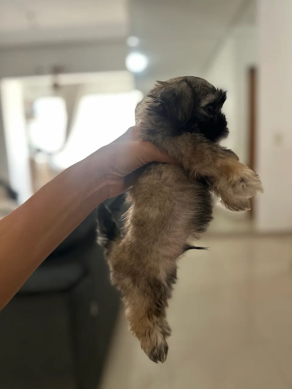 Shihtzu Macho - Puro Mini $850 - Foto 2