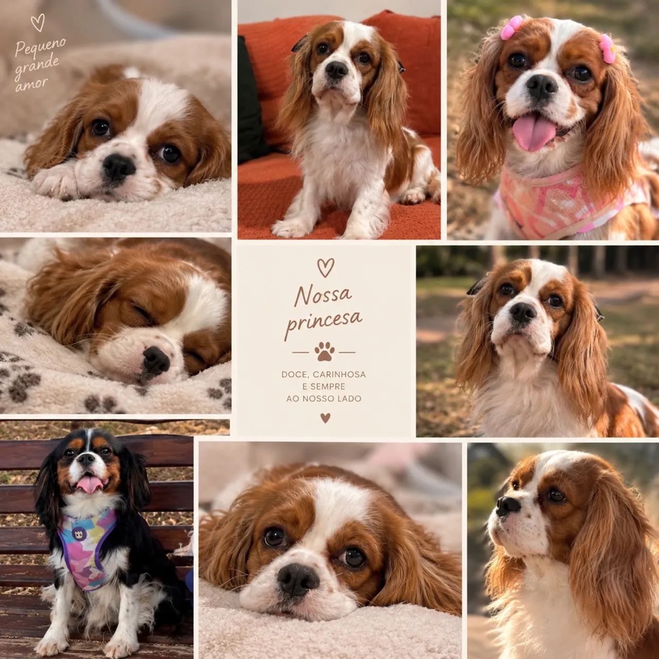 Cavalier king  - Foto 4