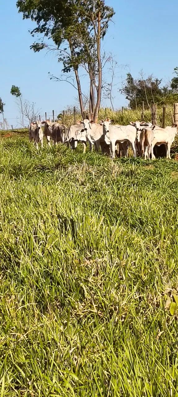 Vendo bezerras  - Foto 3