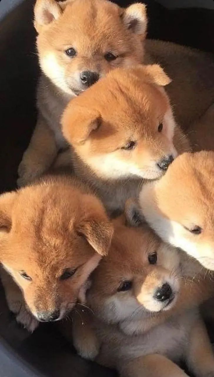 Shiba inu 