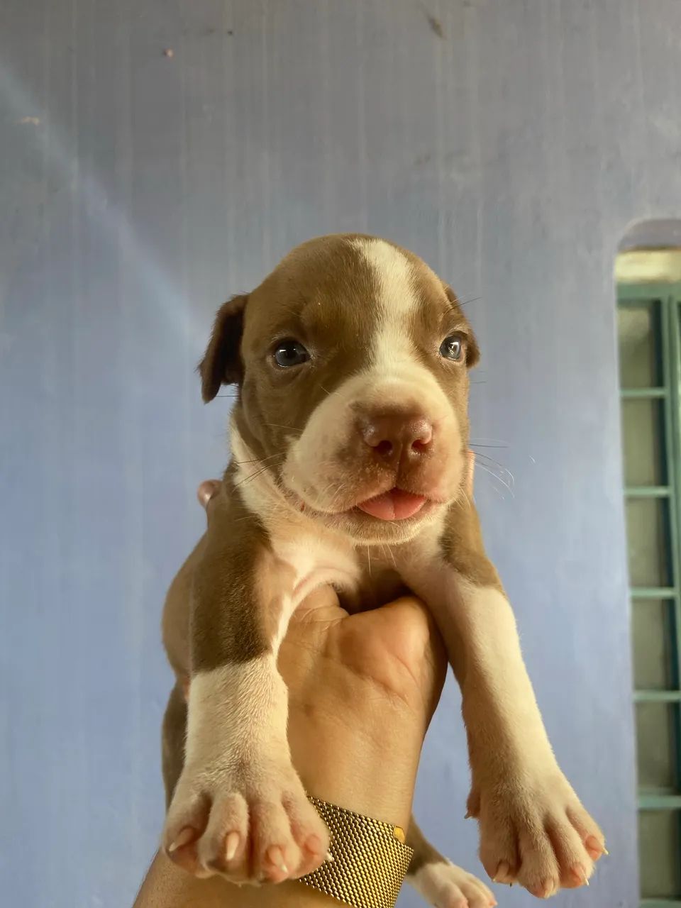 Cachorro 