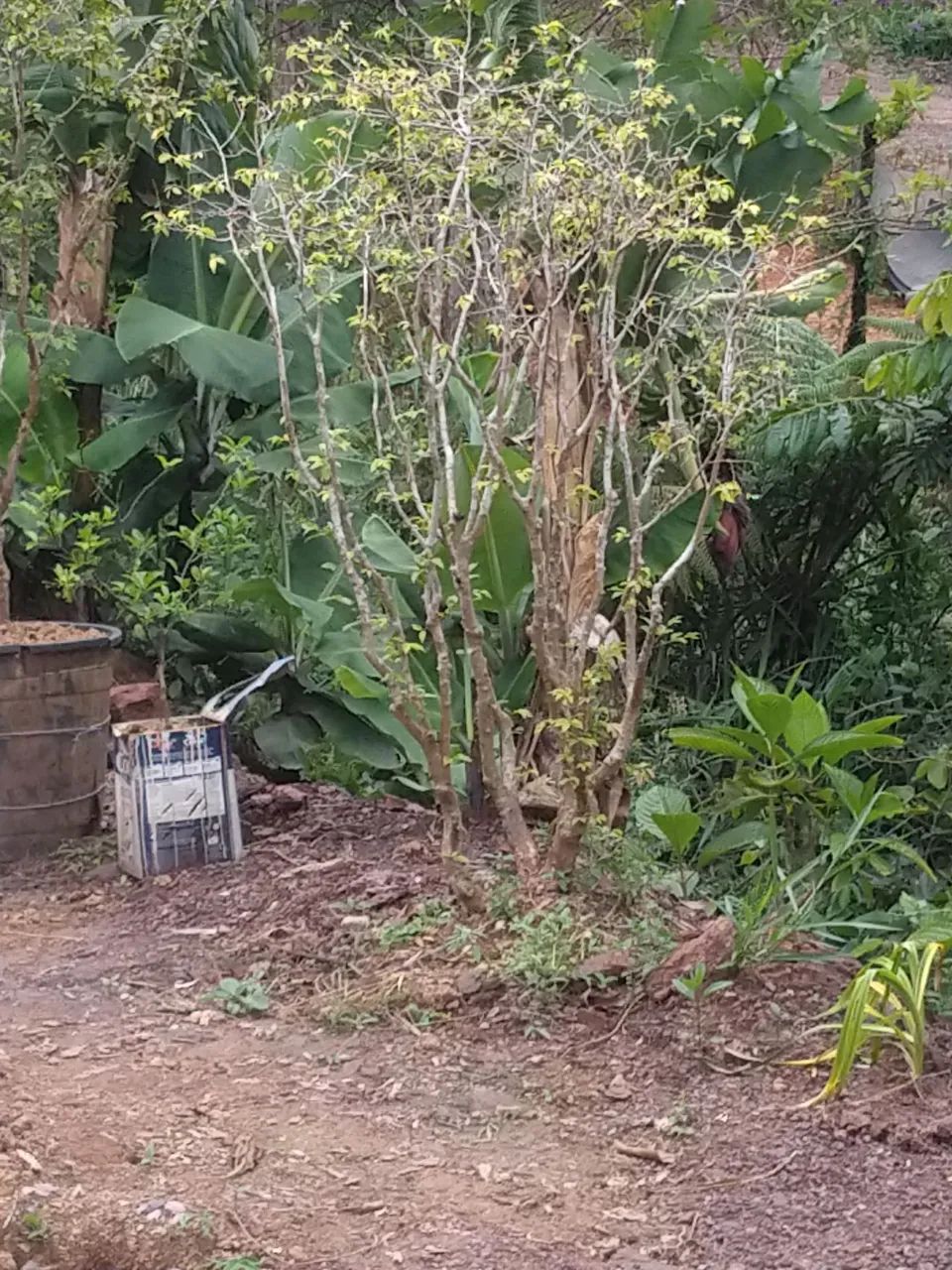 Pe de jabuticaba híbrida  - Foto 2
