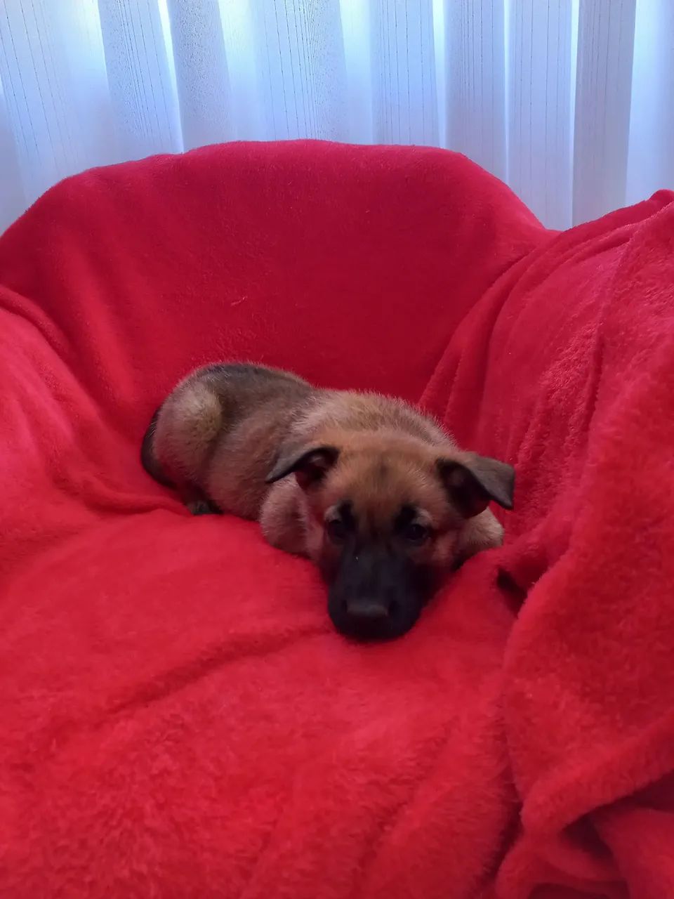 Ninhada de pastor belga malinois  - Foto 2