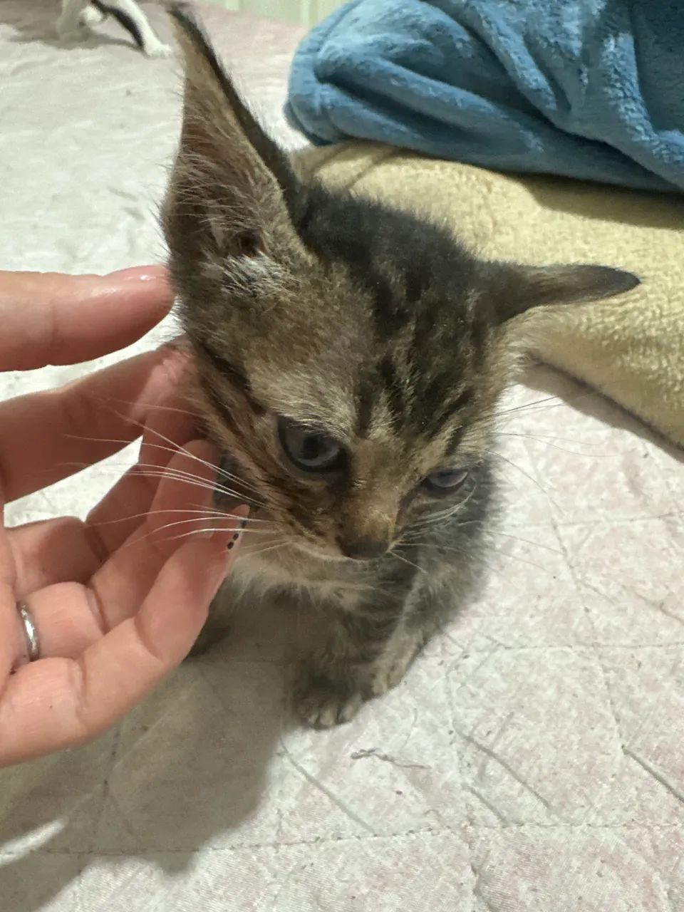 Gatinha para adoção  - Foto 5