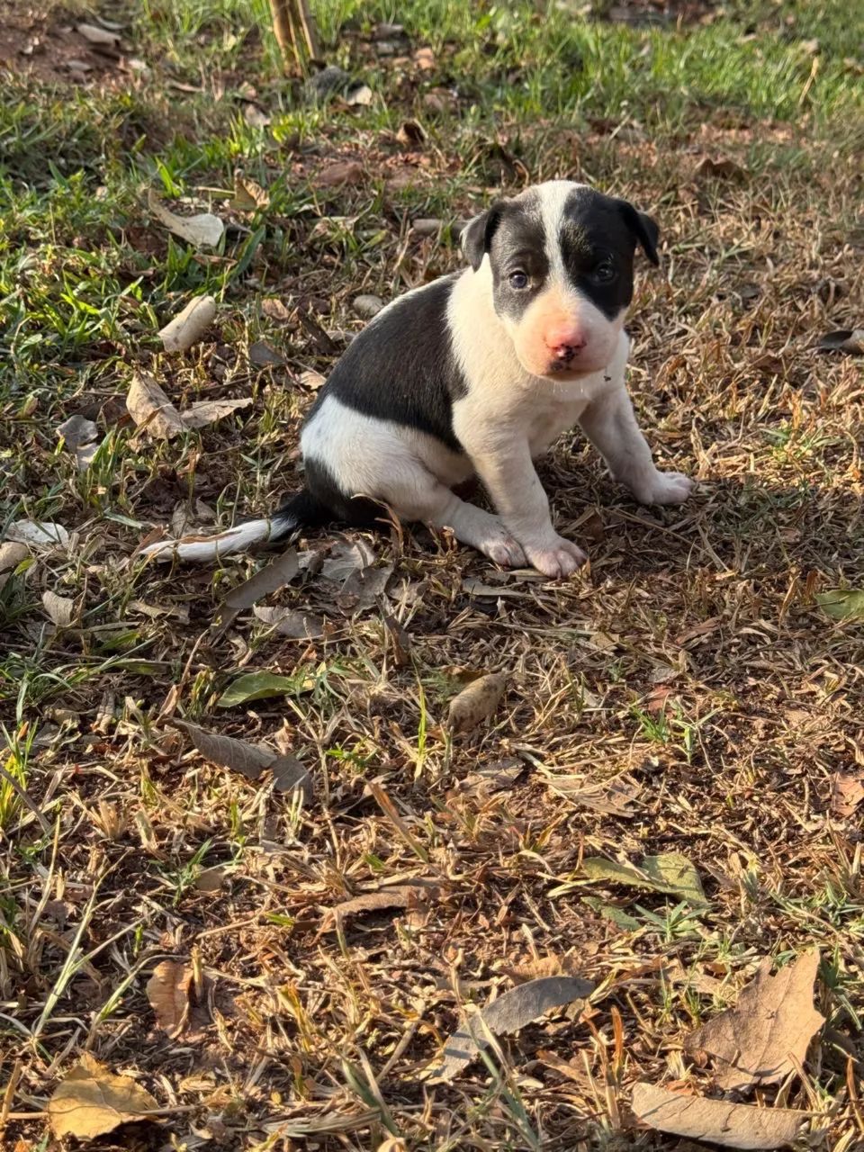 Border collie tricolor - Foto 5