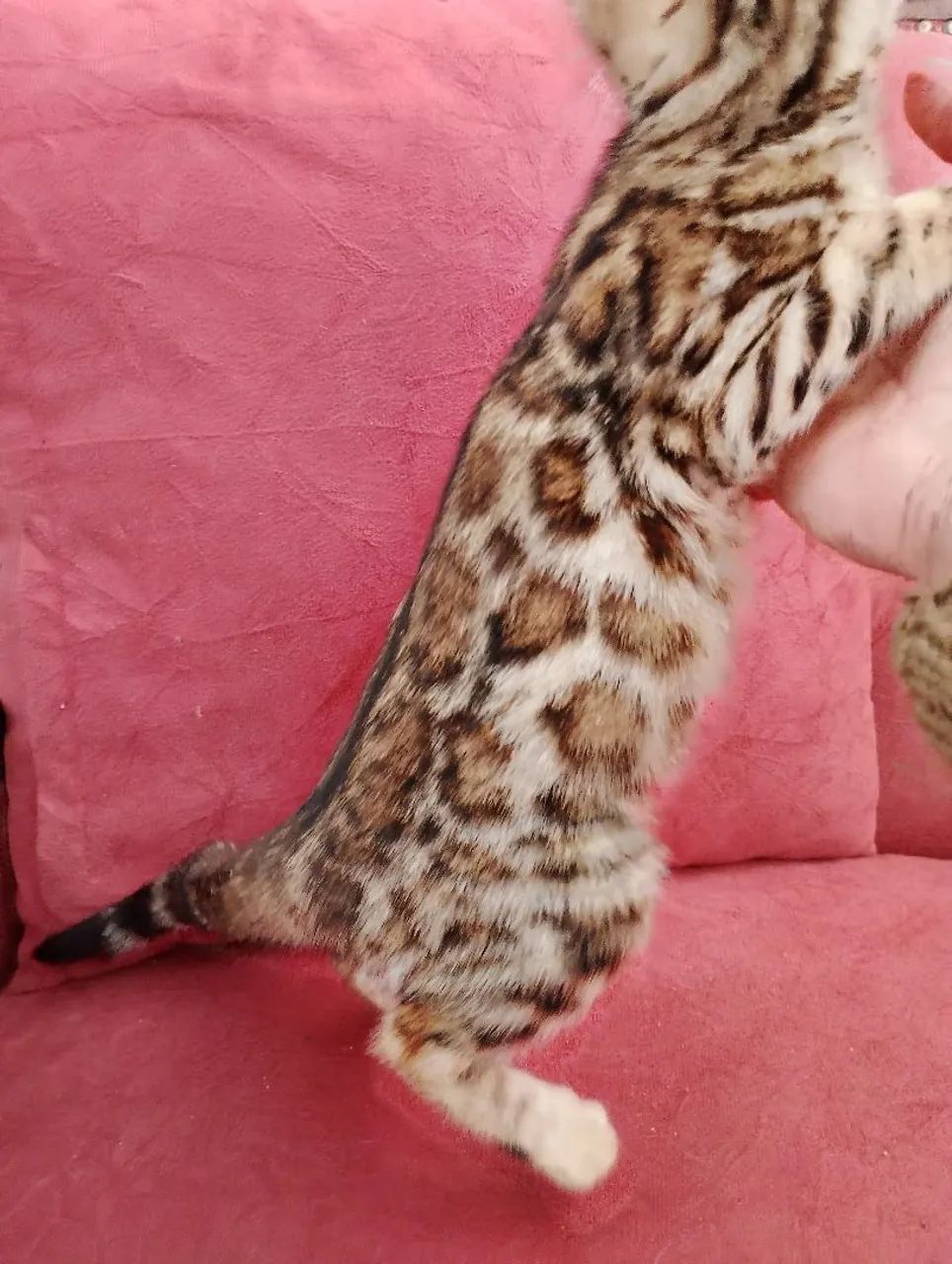 Maravilhosos Bengal  - Foto 3